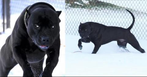 Black Pitbull Panther Best Breed In World