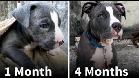 Watch an American Pitbull Puppy Change for 4 Months