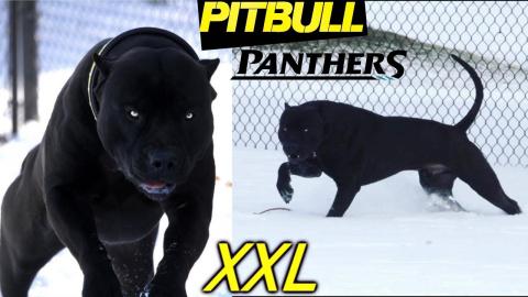 PANTHER? PUMA? No, It's PITBULL XXL ???? The Most Beautiful BLACK PITBULLS ????